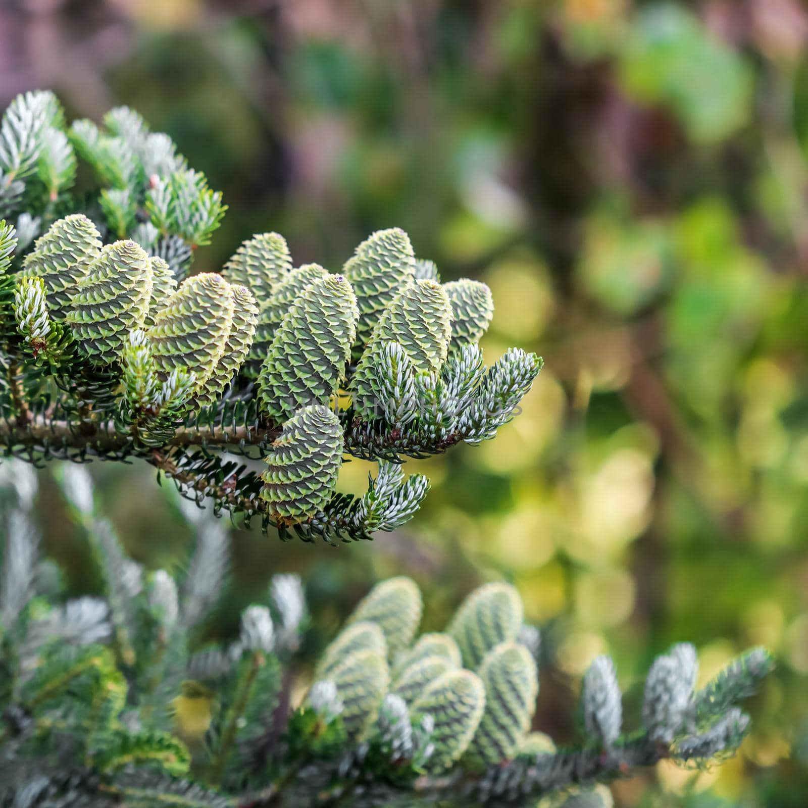 A branch of Korean fir with cones in the garden on a blurred background