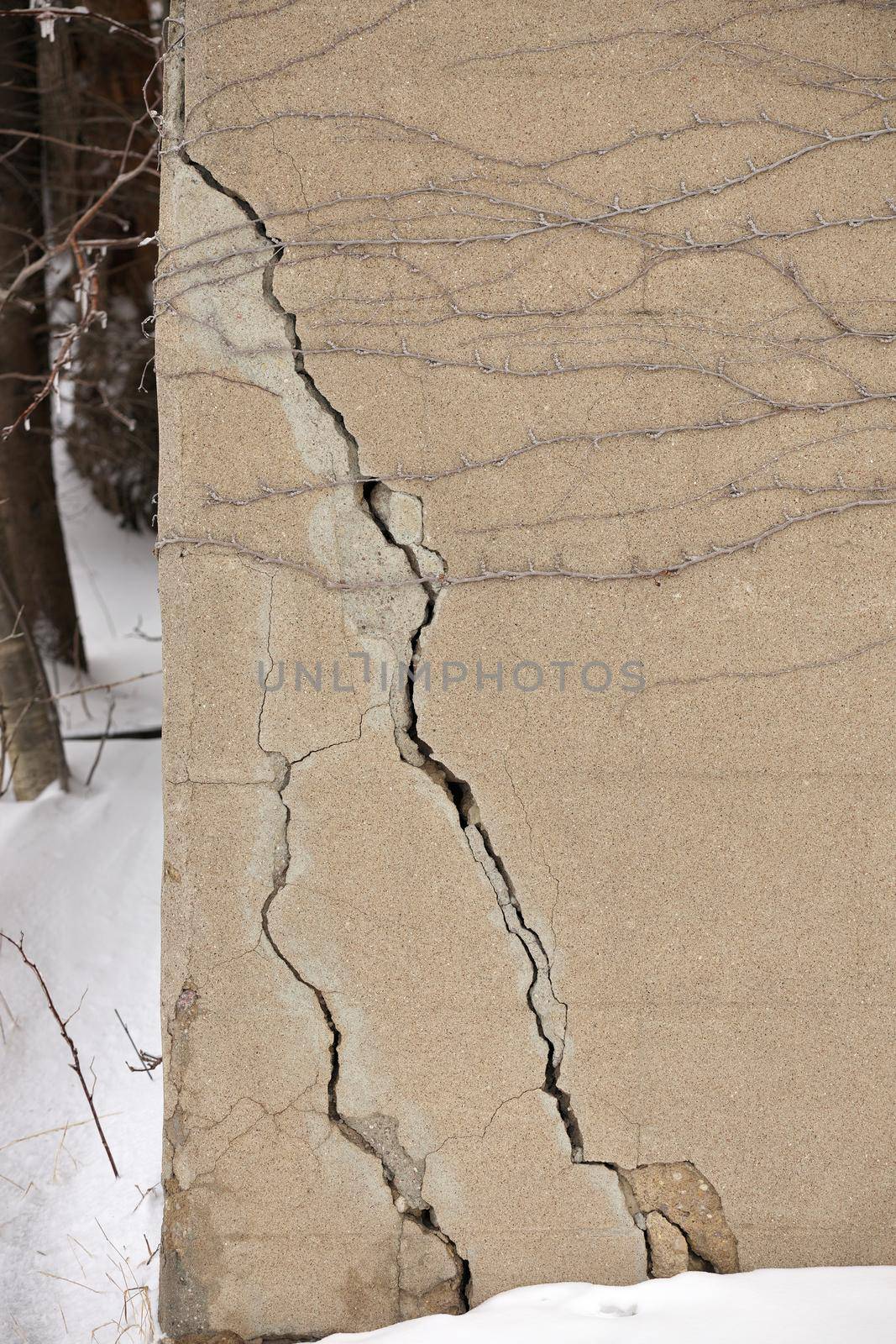 Large Cracks in Concrete Building Foundation. Cement has some vines growing on it. High quality photo
