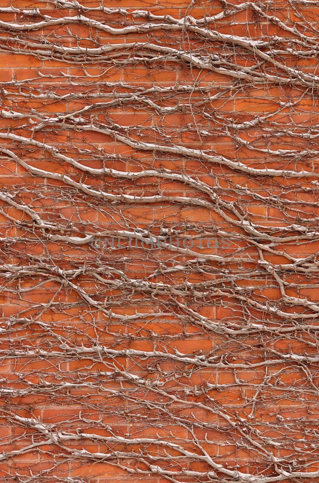 Red Brick Wall Covered in Snow Covered Vines Background Texture by markvandam