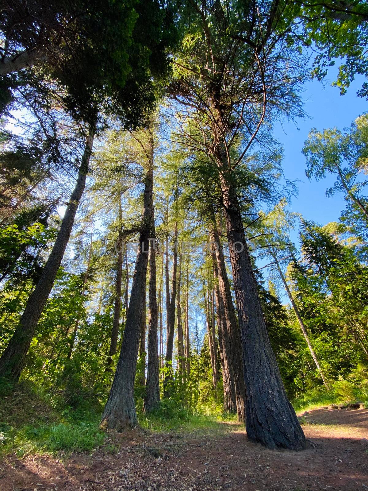 Coniferous trees converge at center of blue sky, distorting perspective. Sunny summer day. Vertical