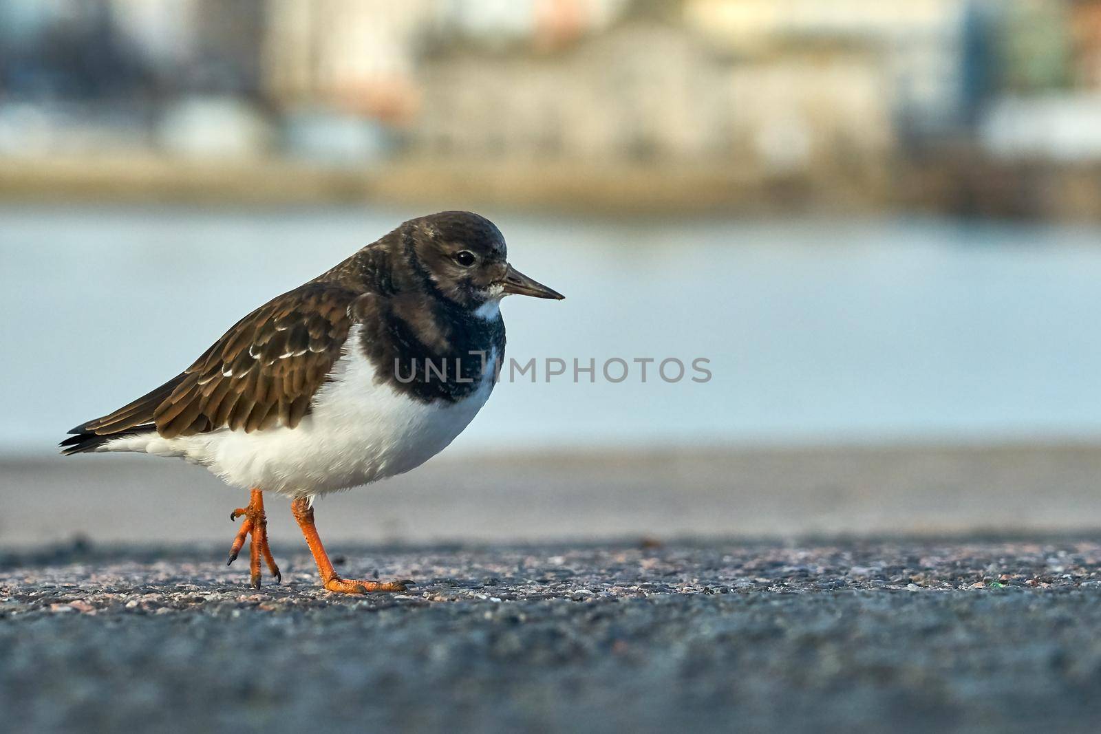 A turnstone with orange legs and white breast on a harbour arm