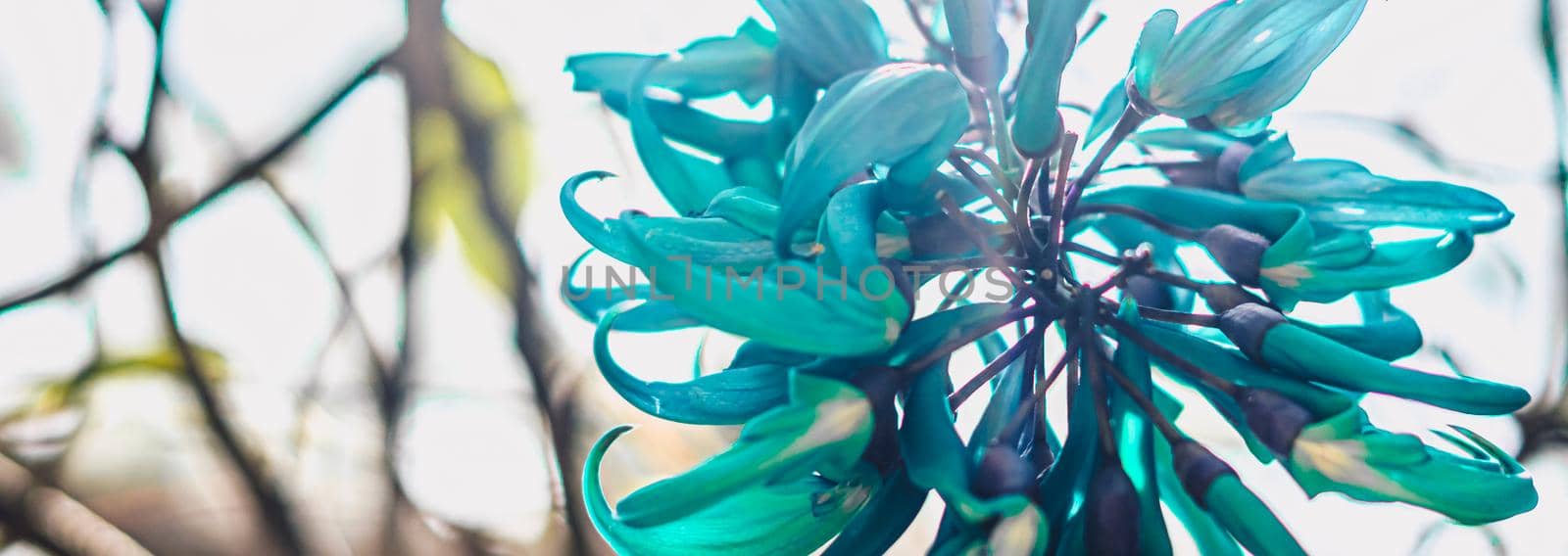 BANNER Real beauty nature background. Strongylodon macrobotrys, emerald turquoise jade woody vine tayabak, leguminous perennial pea bean liana. Tropical flower bloom Blue petals. Floral design summer.