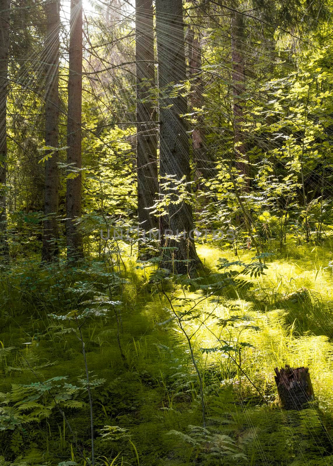Dense pine green forest, rays of sunlight from sun break through leaves of trees by NataBene