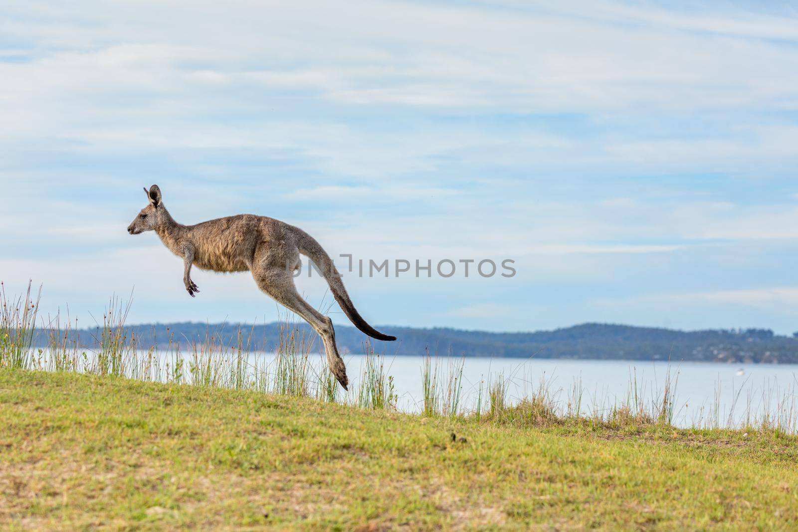 Young kangaroo hopping along the grassy mounds by the bay. New South Wales Australia