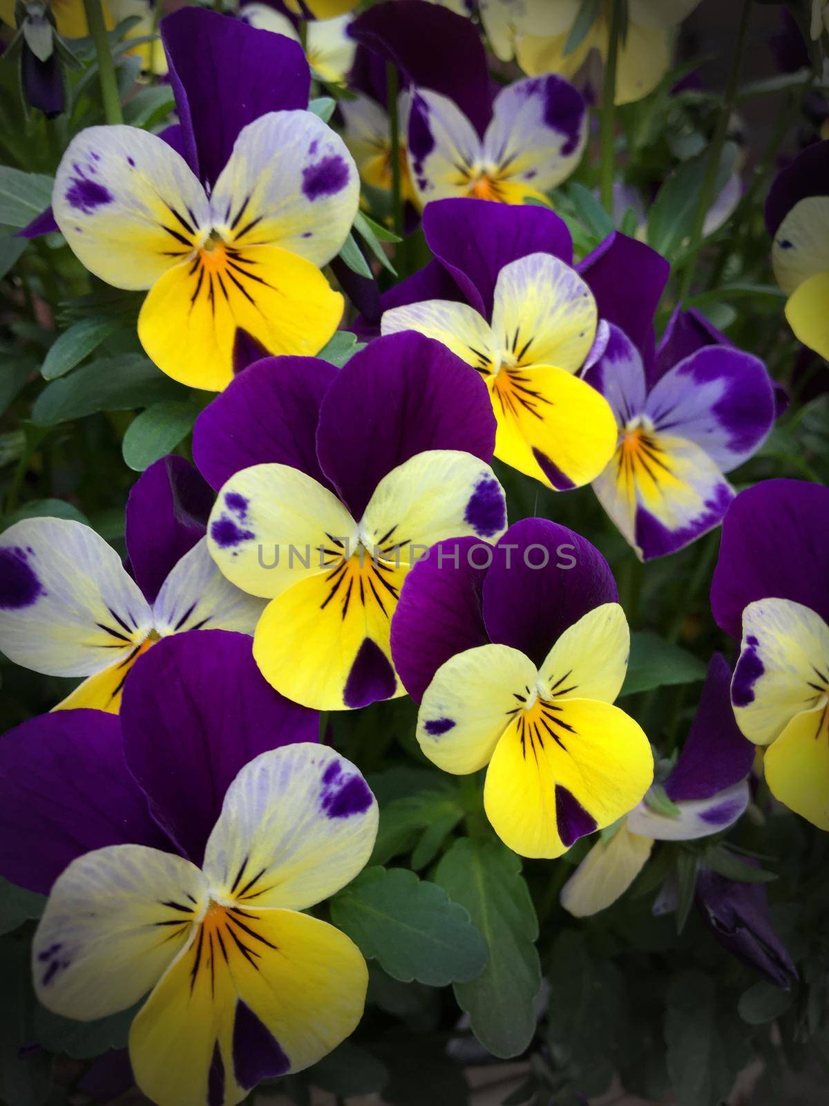 A bouquet of yellow and purple viola flowers or pansies. In the picture are several blooming flowers visible.
