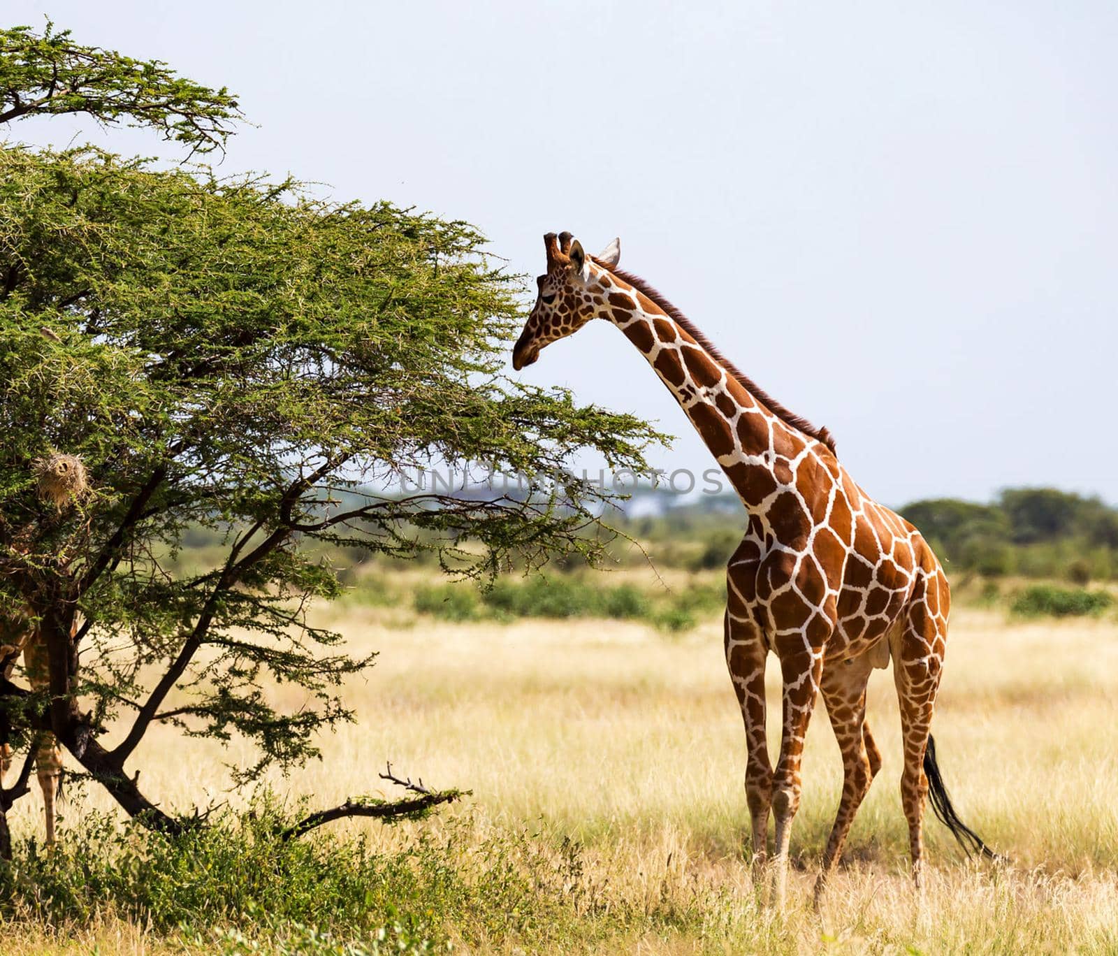 Somalia wildlife  Pictures