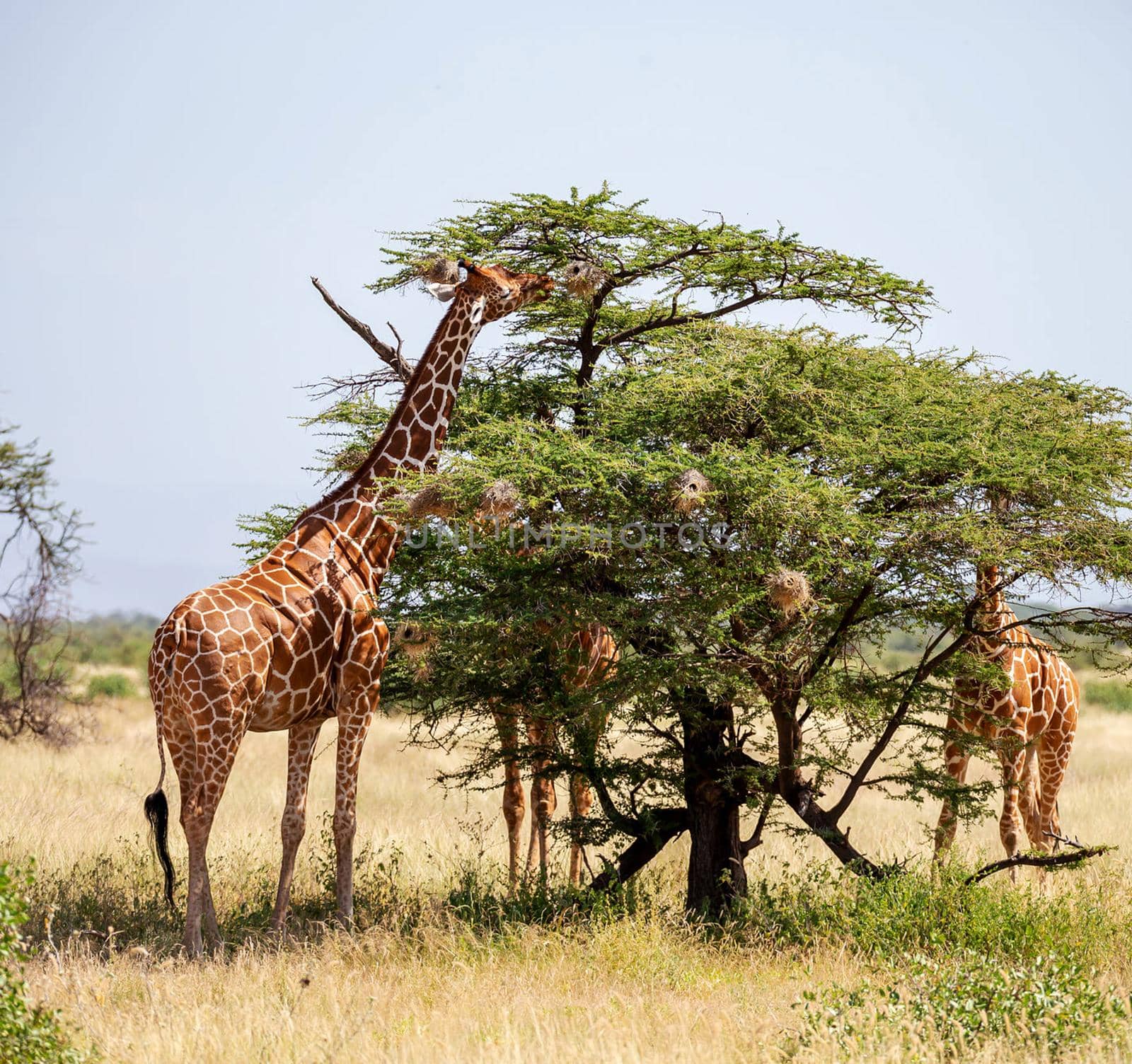 Somalia wildlife  Pictures