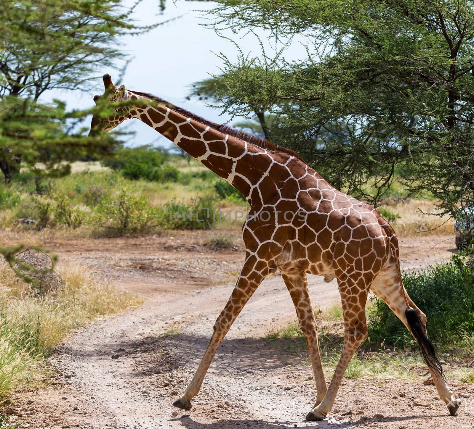 Somalia wildlife  Pictures