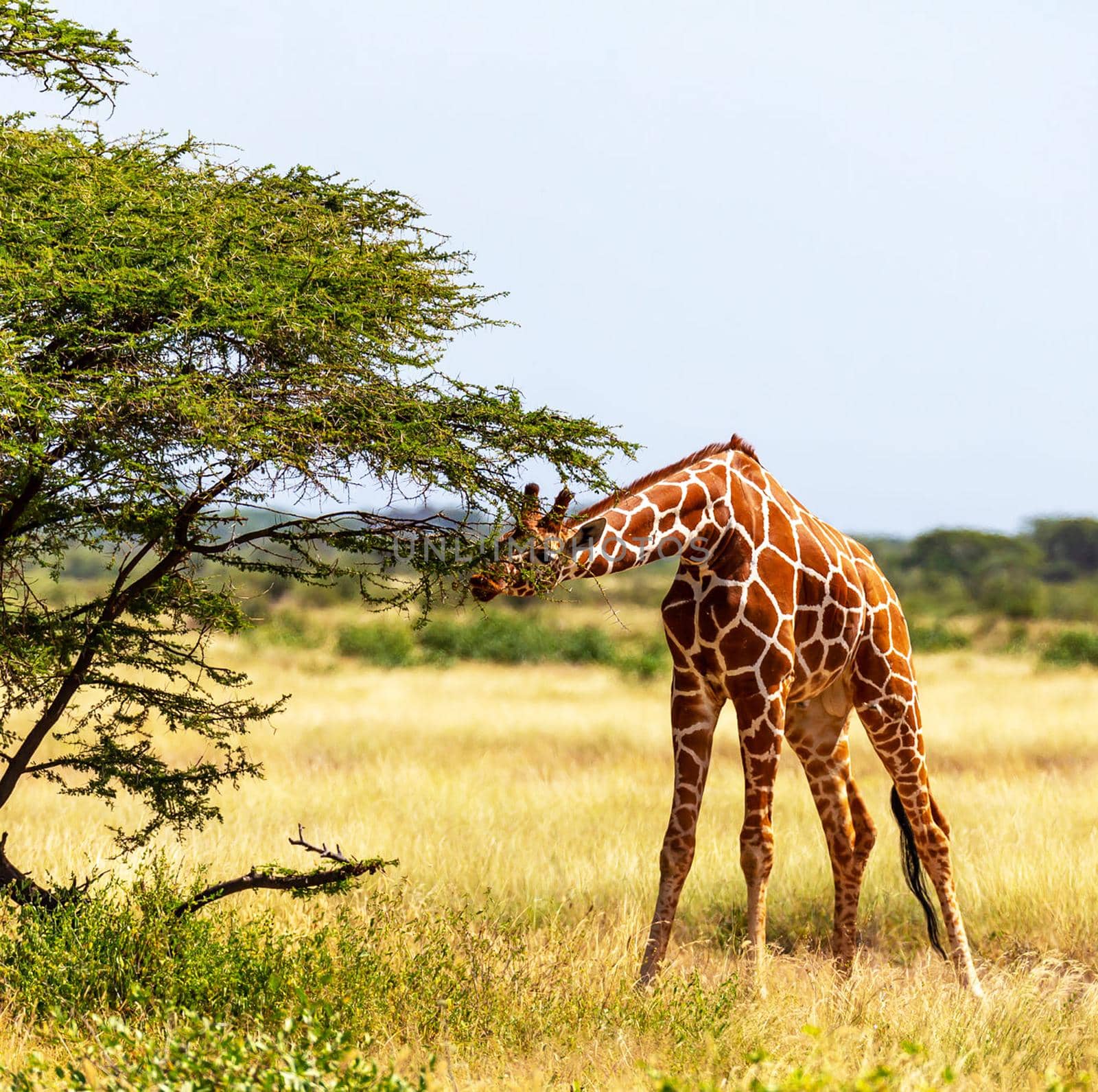 Somalia wildlife  Pictures