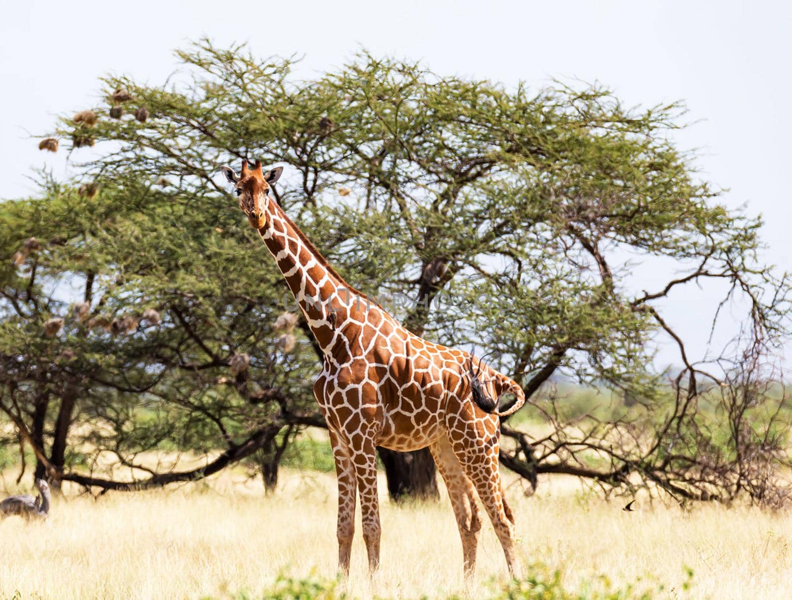 Somalia wildlife  Pictures