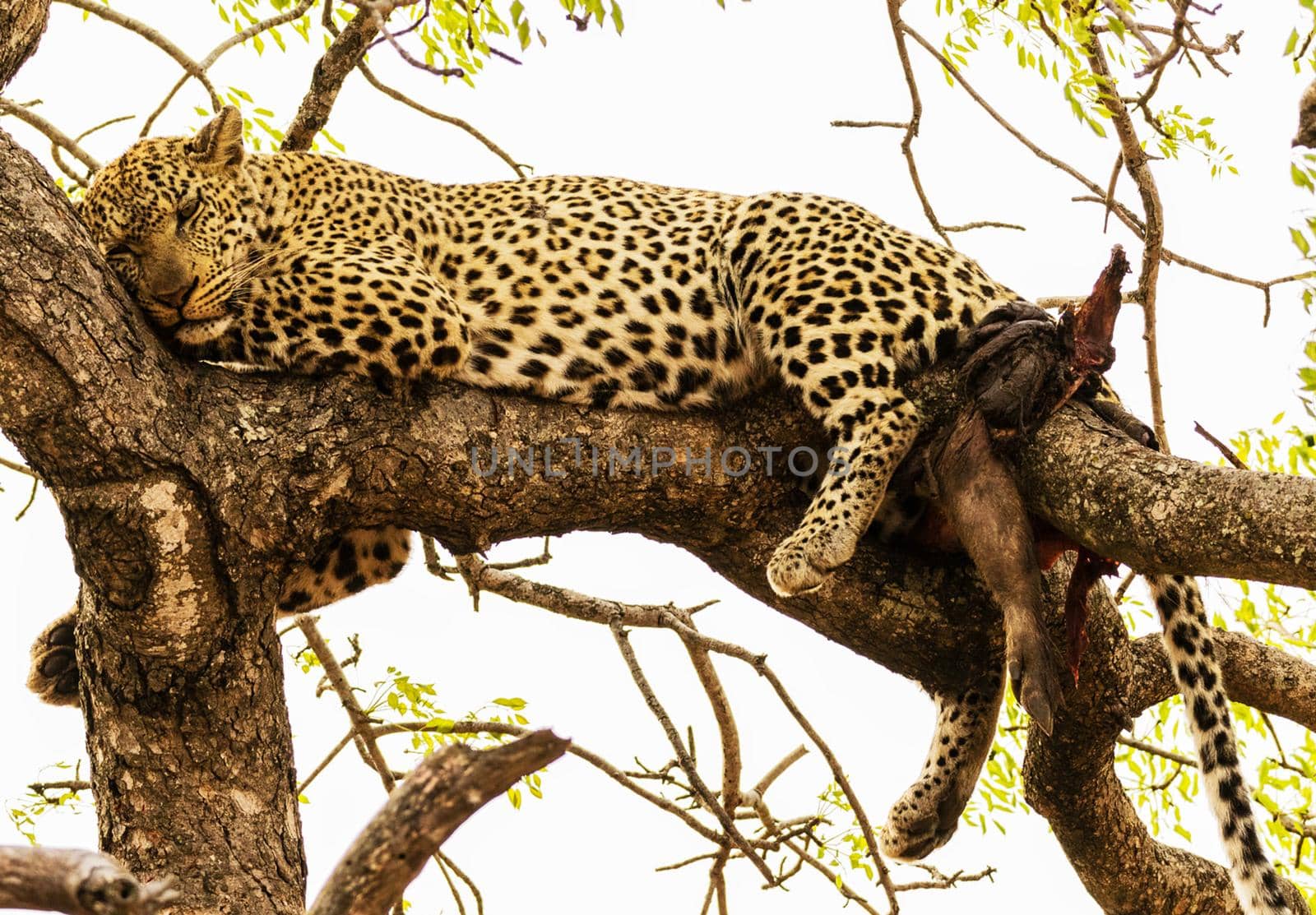 Manyeleti wildlife  Pictures