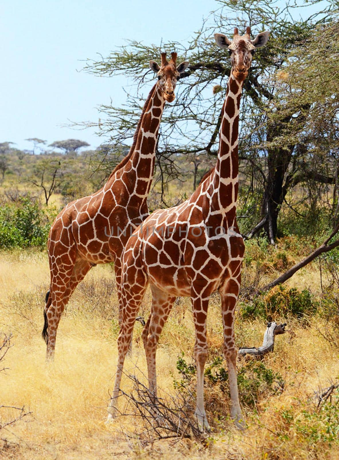 Somalia wildlife  Pictures