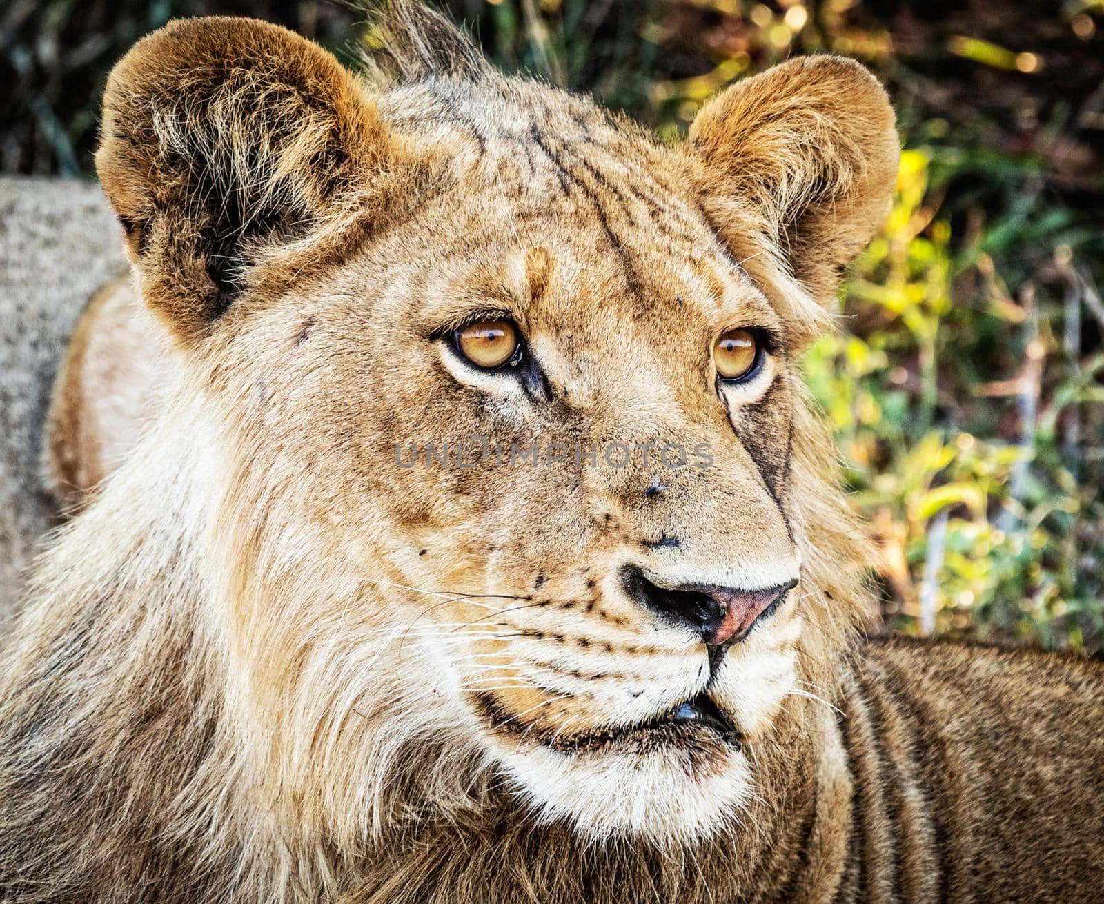 Manyeleti wildlife  Pictures