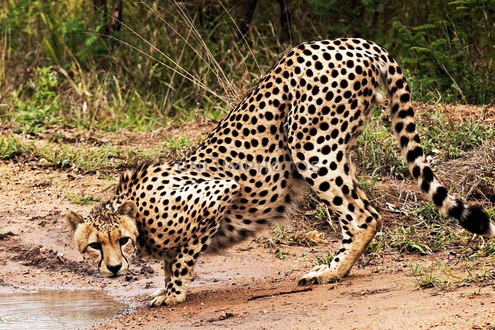 Manyeleti wildlife  Pictures