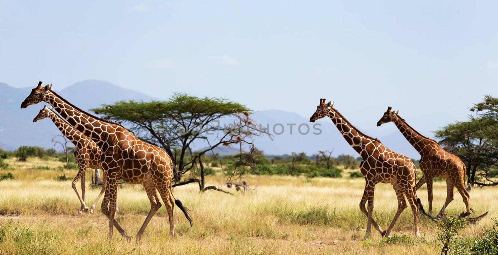 Somalia wildlife  Pictures