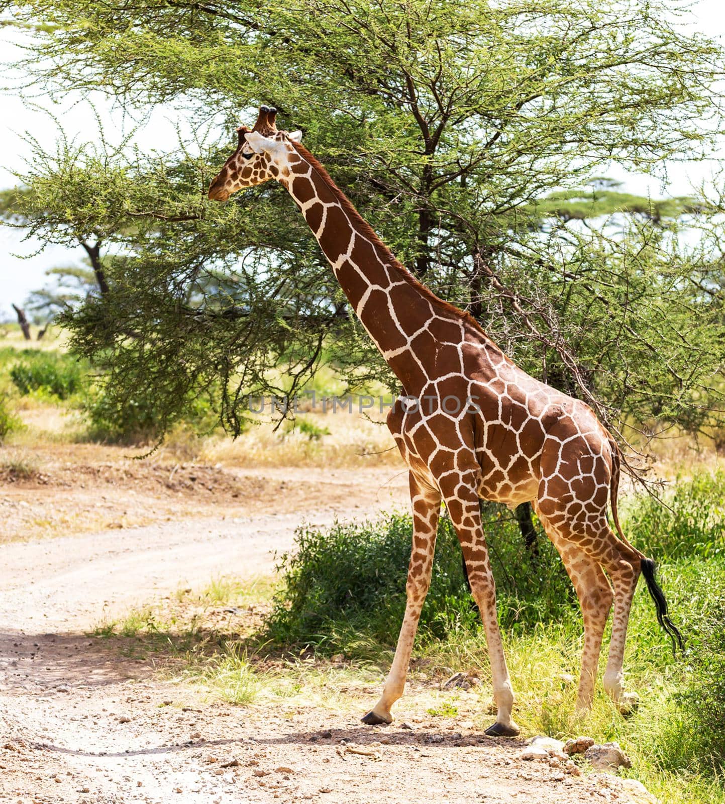 Somalia wildlife  Pictures