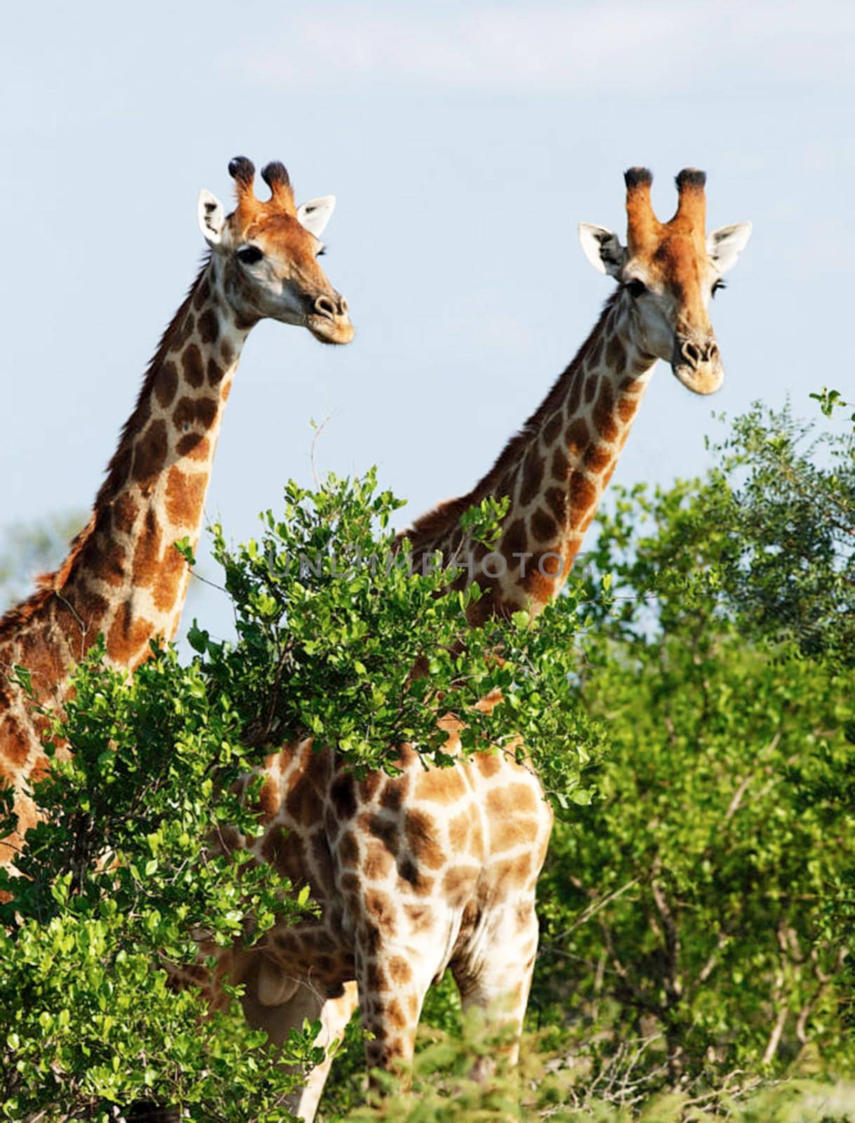 Somalia wildlife  Pictures