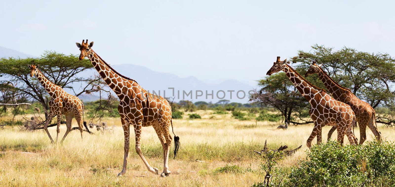 Somalia wildlife  Pictures