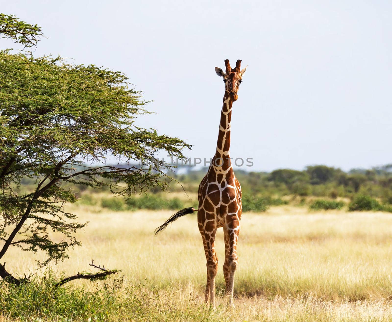 Somalia wildlife  Pictures