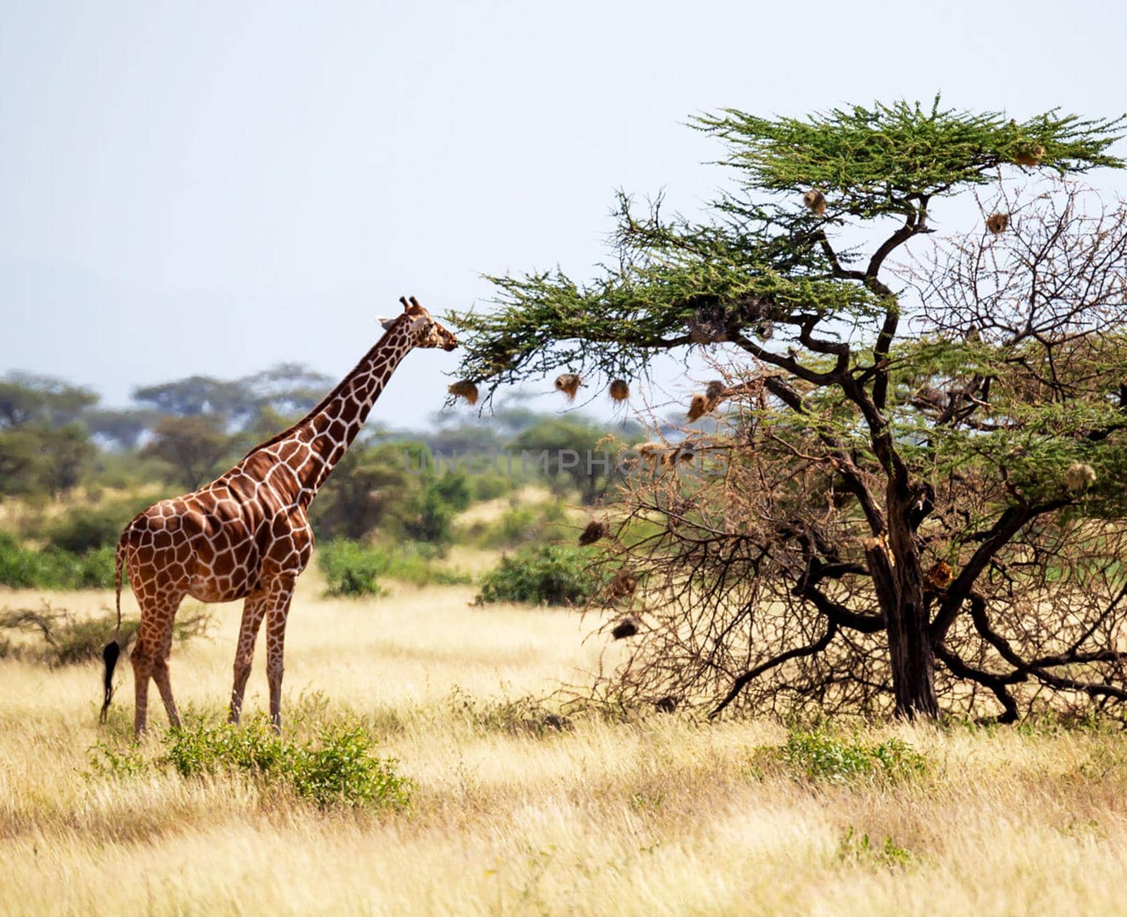 Somalia wildlife  Pictures