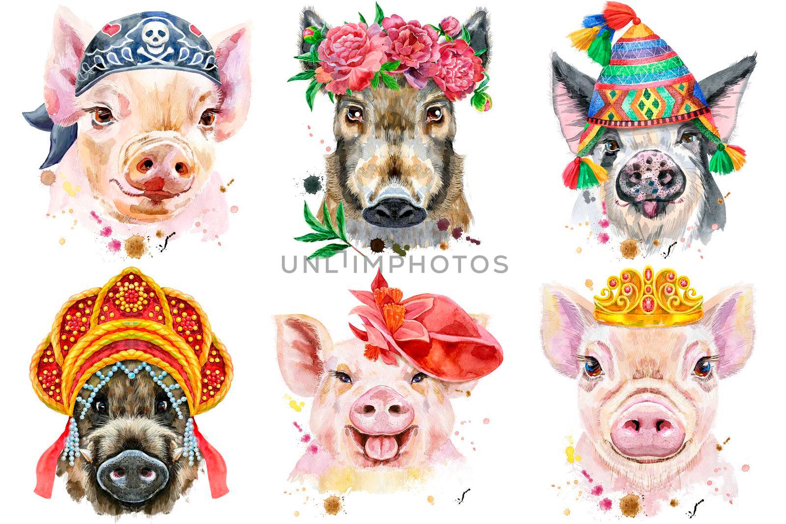 Set of pig portraits. Animal watercolor illustration on white background by NataOmsk