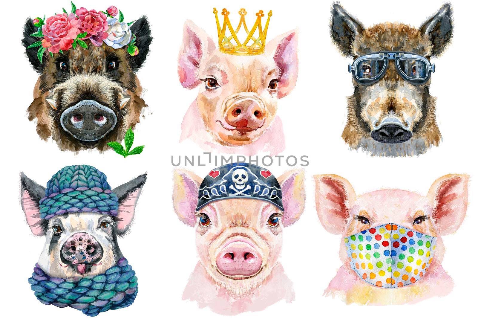 Set of pig portraits. Animal watercolor illustration on white background by NataOmsk