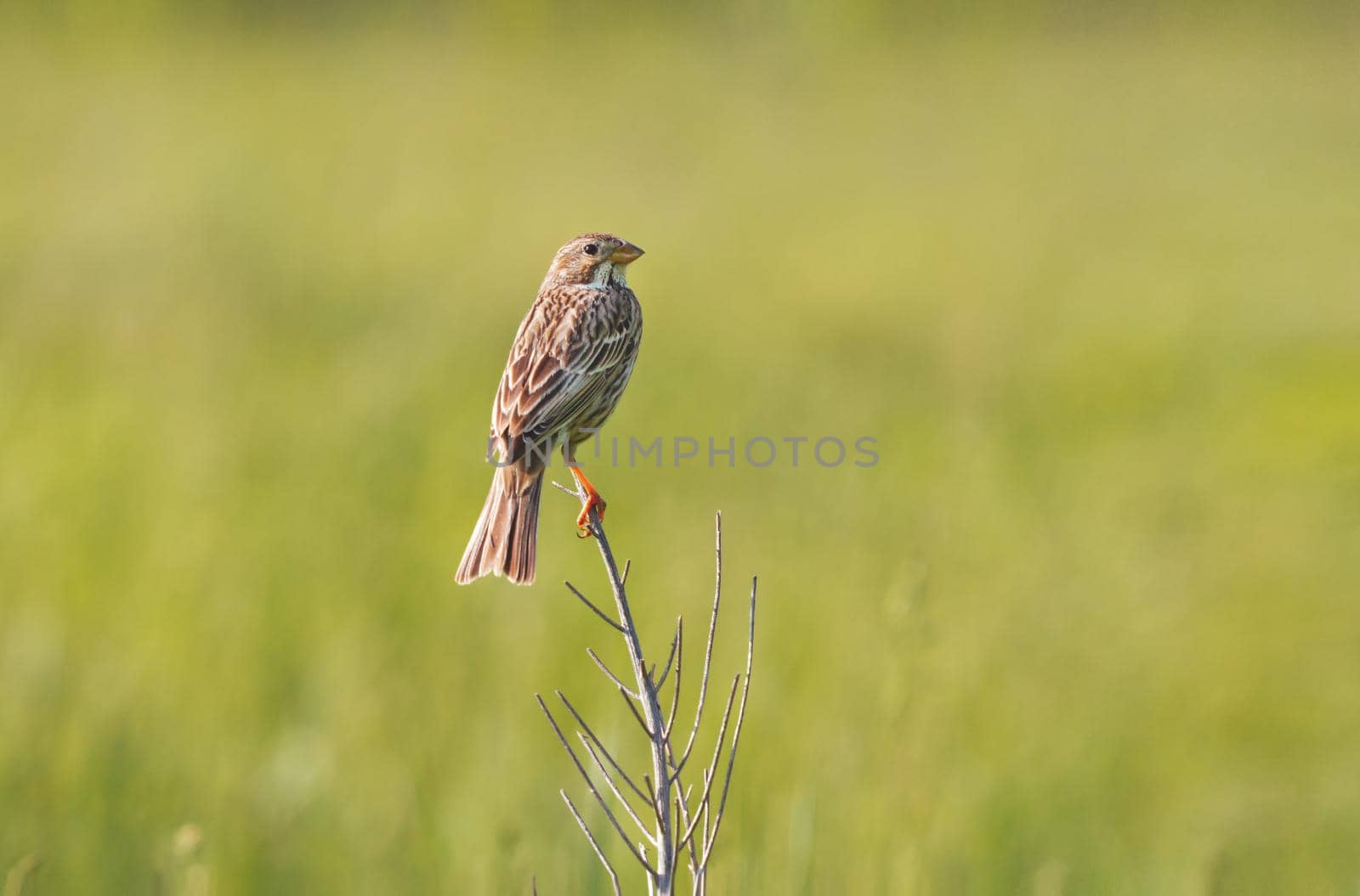 bird sits on a dry bush, animals