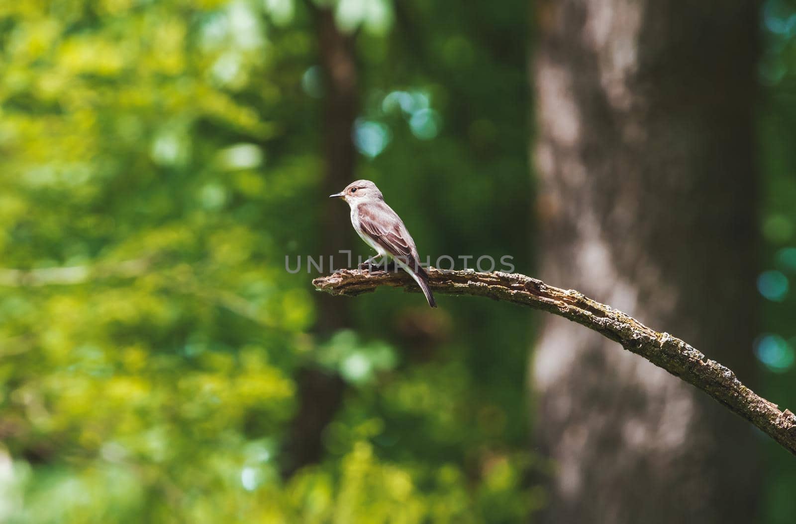 flycatcher sits on a dry branch, animals