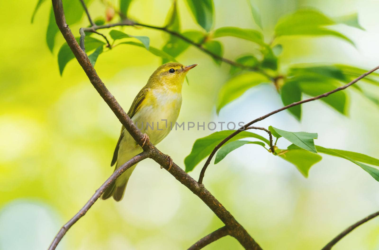 spring bird sits on a branch in the forest, animals