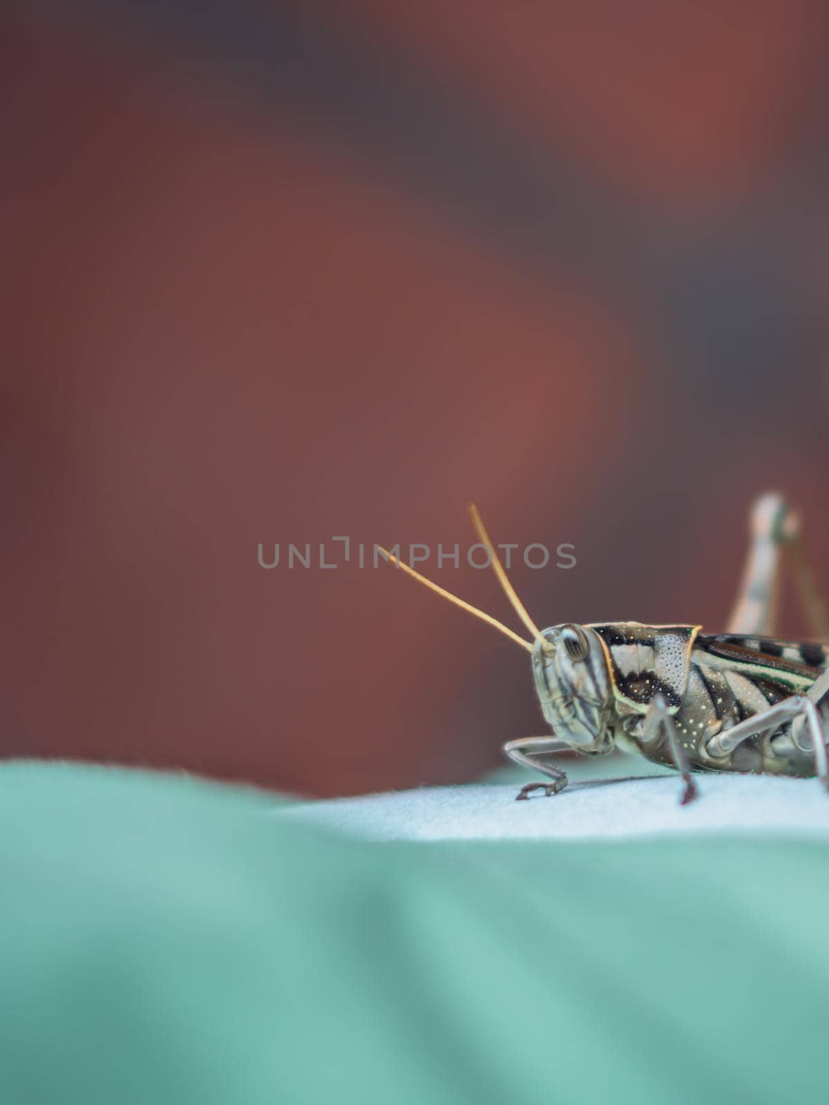 Macro close-up photo big grasshopper grig locust on fabric green brown background. Bug flyer asia fauna. Environment concept. Real nature beauty close to man. Insect protection.