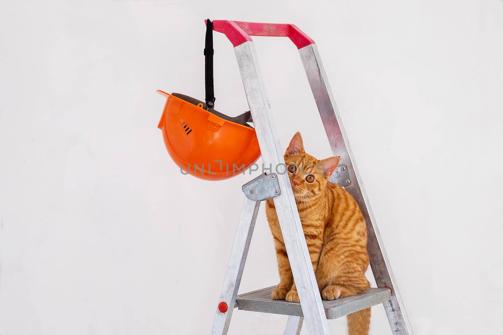 On construction stepladder, protective helmet and funny young red cat by OlgaGubskaya