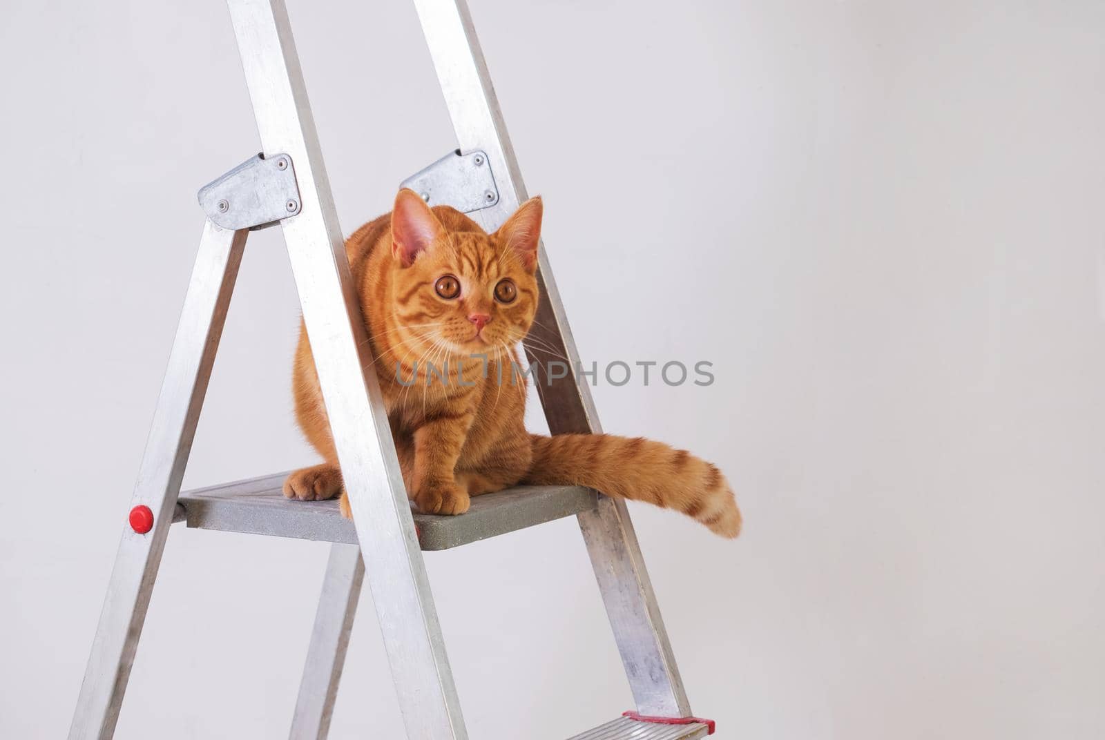 Funny young striped red cat is on construction ladder. The concept of repair, improvement, housewarming. Selective focus.