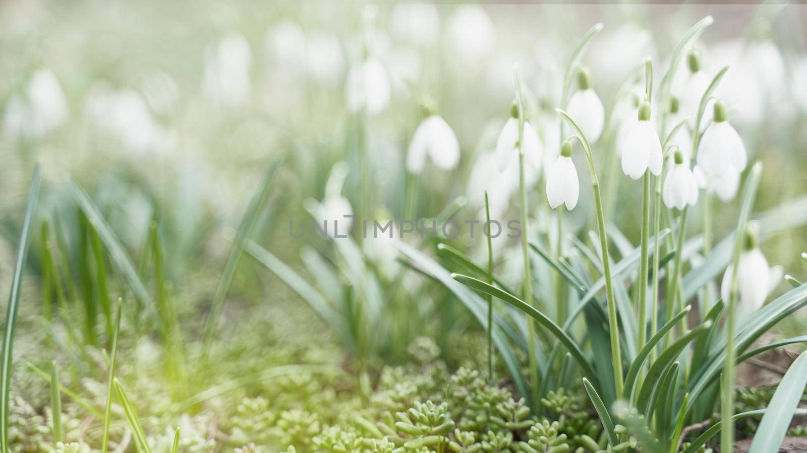 First spring flowers, snowdrops, a symbol of nature awakening in the sunlight. Light toning, brightening.