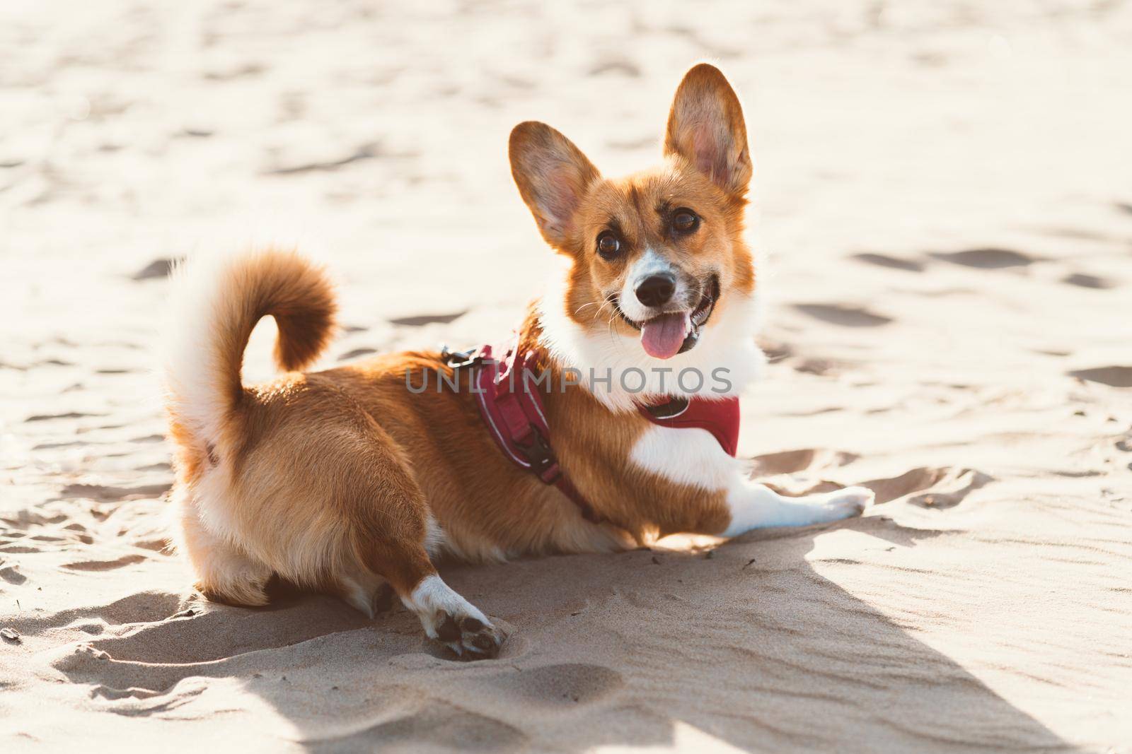 Beautiful dog on sandy beach. Corgi puppy walks in nature in summer in sunshine near coastline. Pet outdoor activity