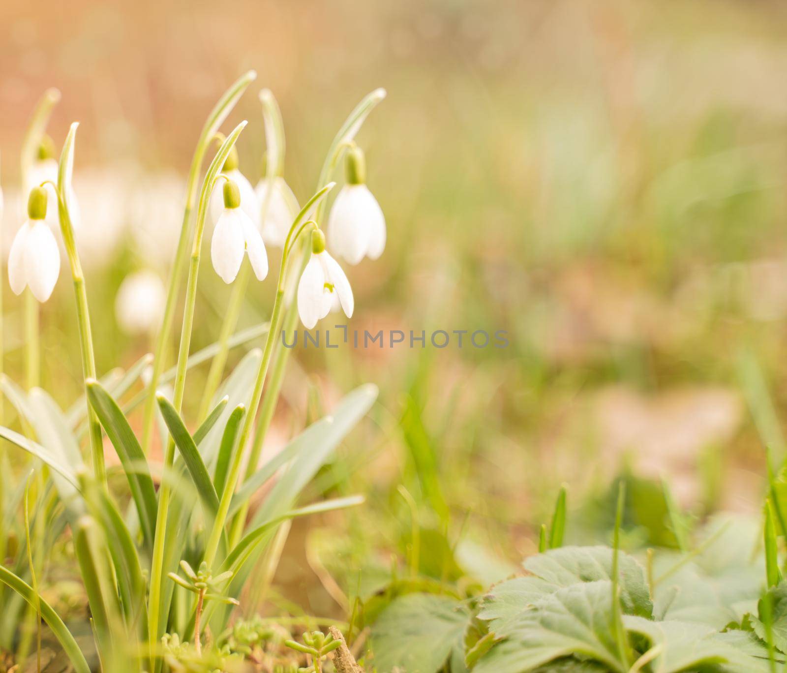 First spring flowers, snowdrops, a symbol of nature awakening in the sunlight. Light toning, brightening.