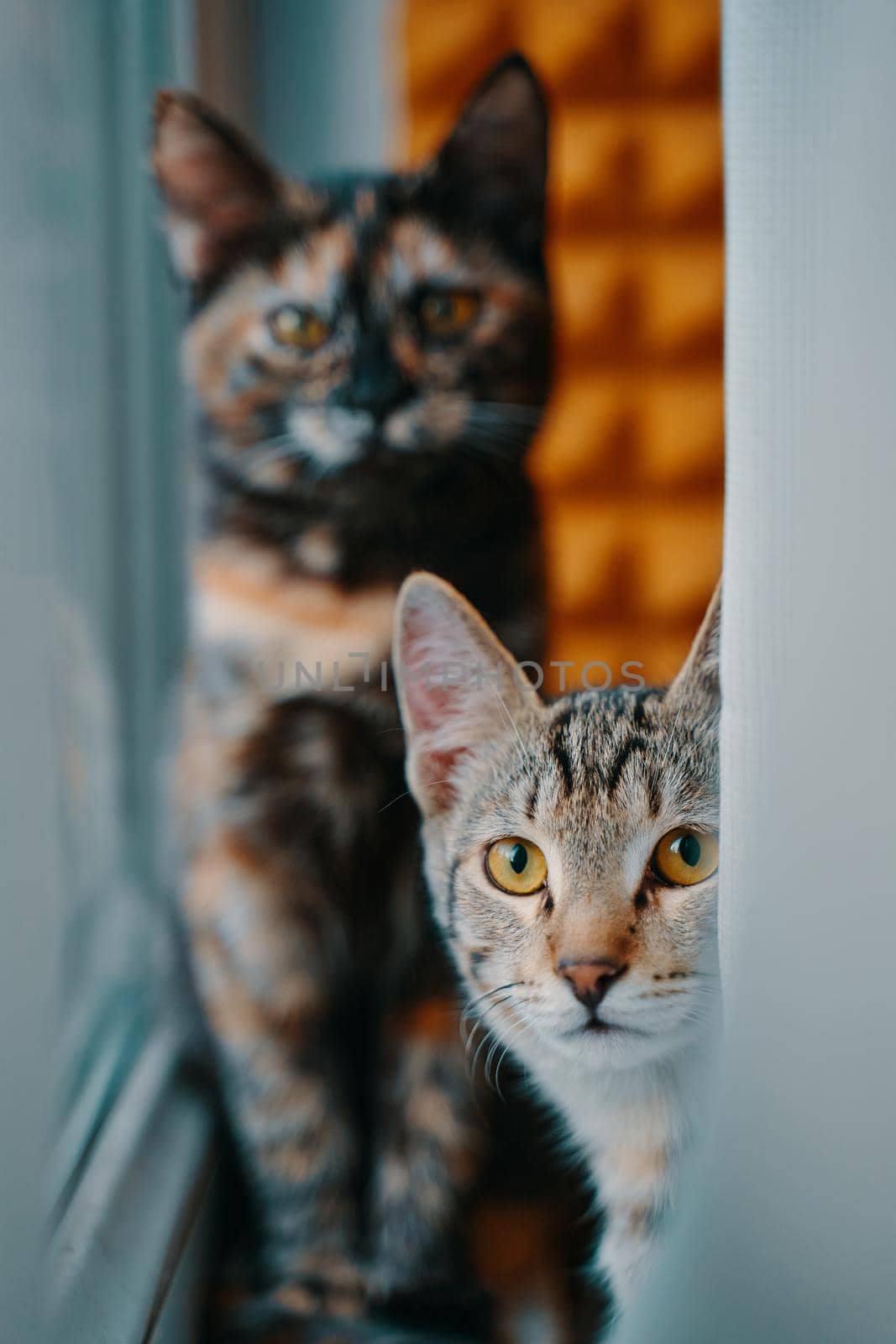 Tabby kitten peeks out from behind curtain. Pets at window. Two domestic cats look at camera. Pussycat is sitting on windowsill.