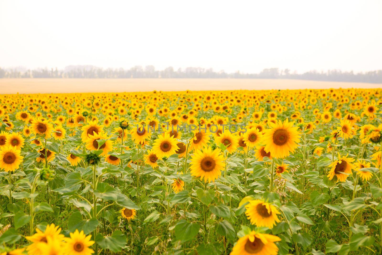 Sunflower field at sunset. Field of blooming sunflowers on a background sunset
