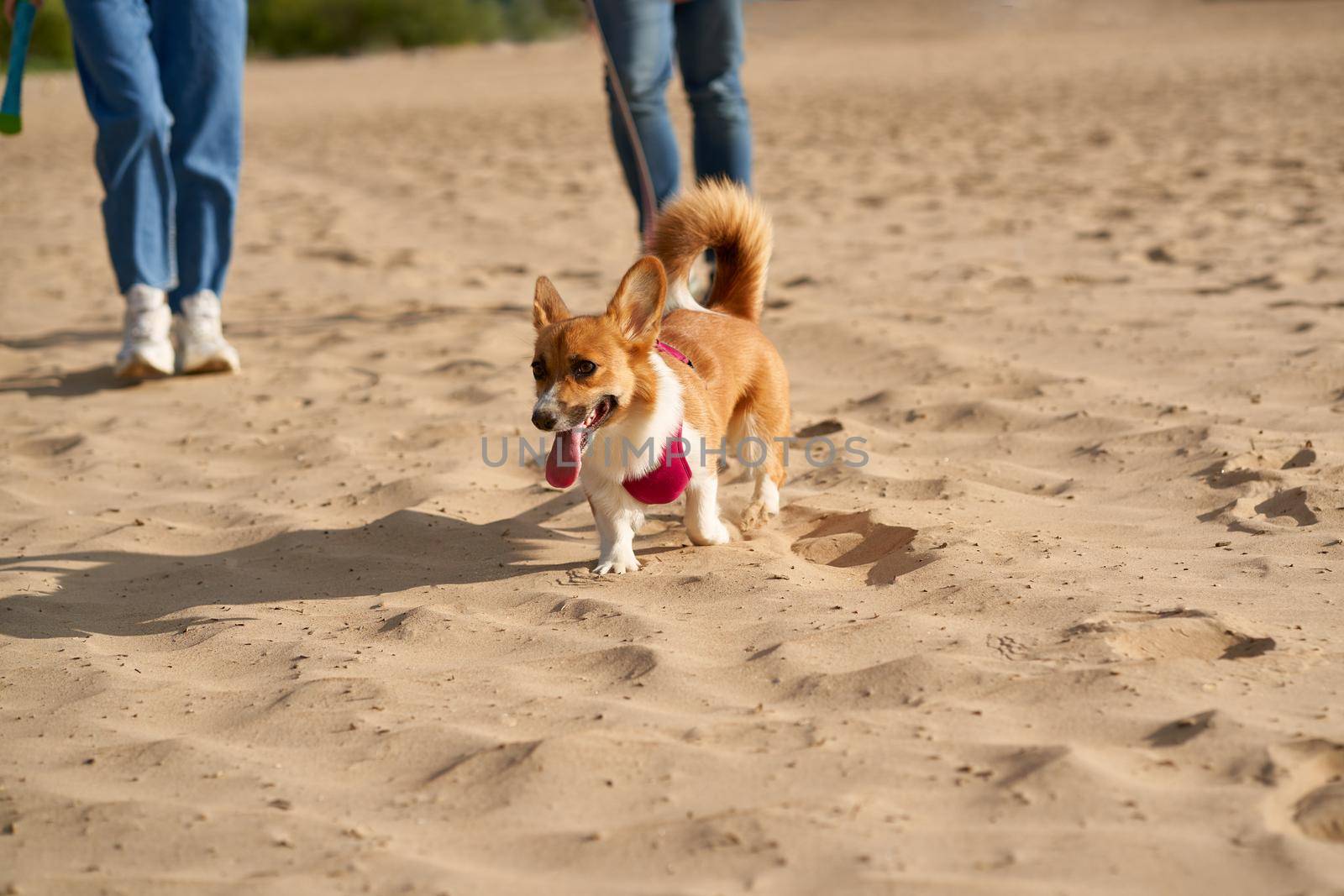 Cropped image of people walking in beach with dog. Foots of woman and man going on sand road outdoors with corgi puppy. Focus on pet, human legs on background