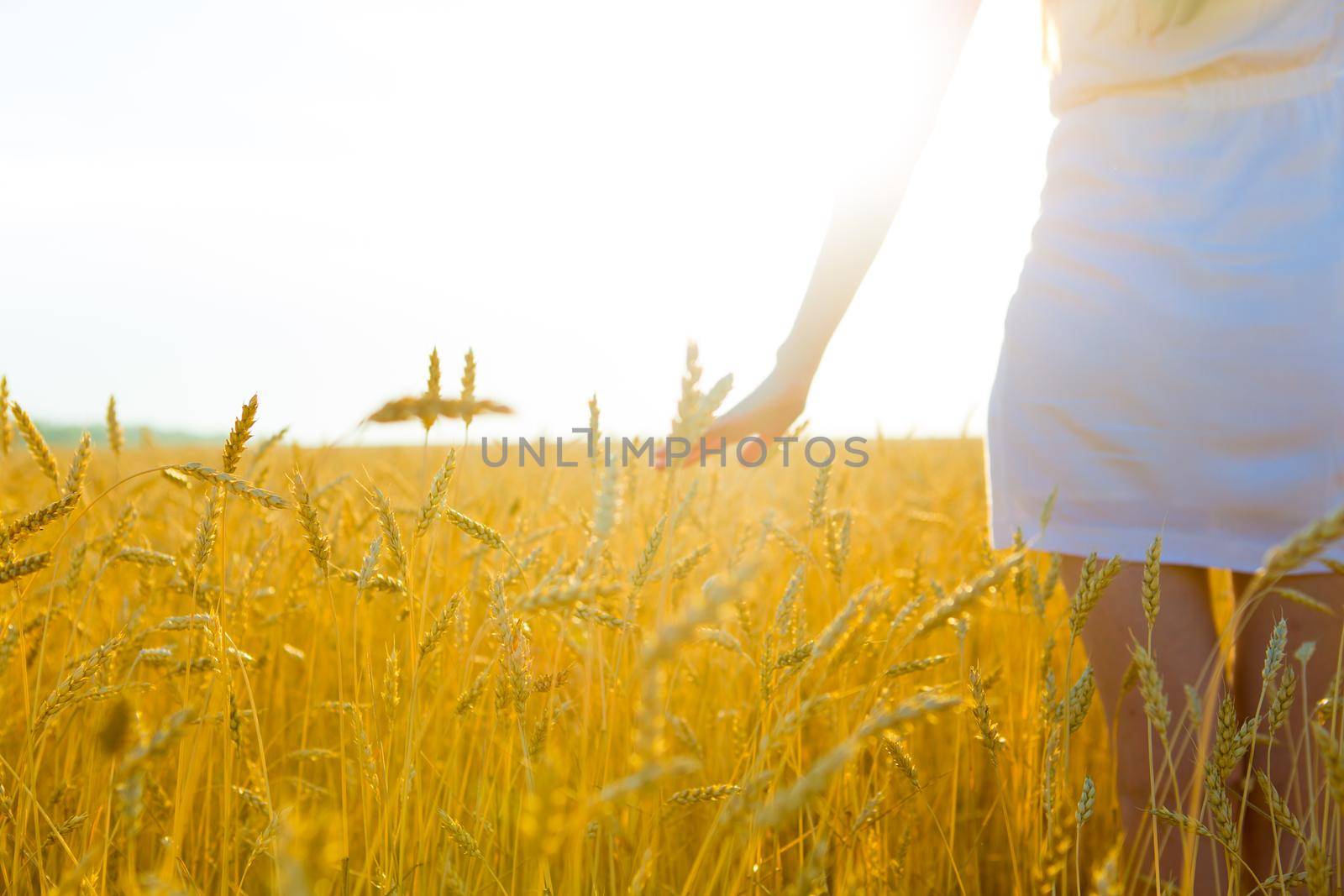Pretty young woman in field at sunset. Girl in summer yellow field over sun. Portrait of attractive woman over golden wheat field in summer day by AlikMulikov