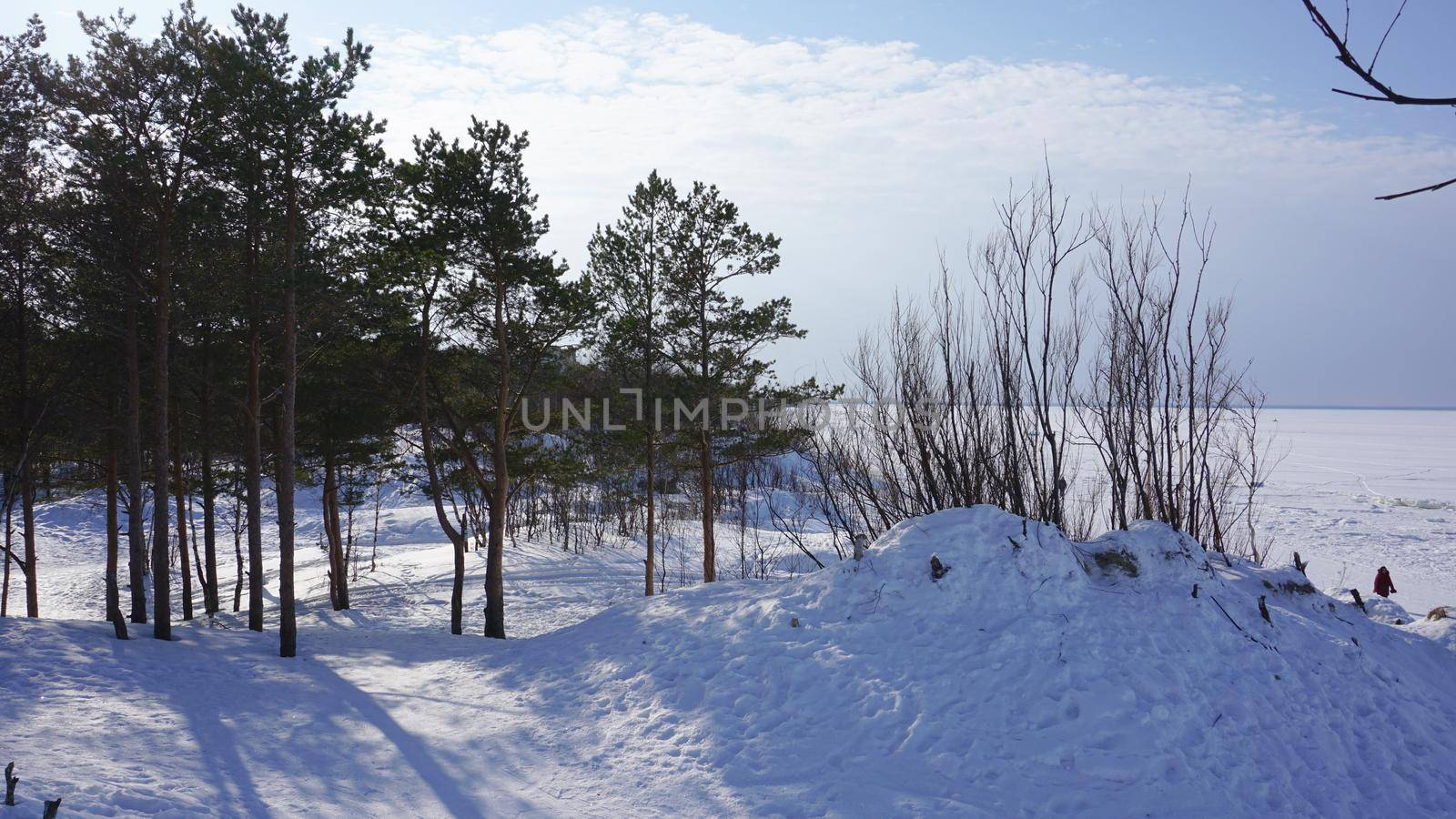 Pine and willow branches against the background of the sea. Drifts and shade from trees