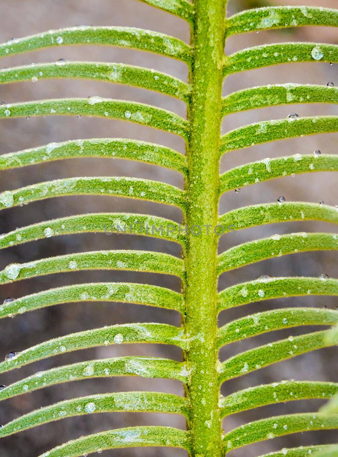 The fronds, water droplet on pinnately compound leaves of Cycas siamensis plant