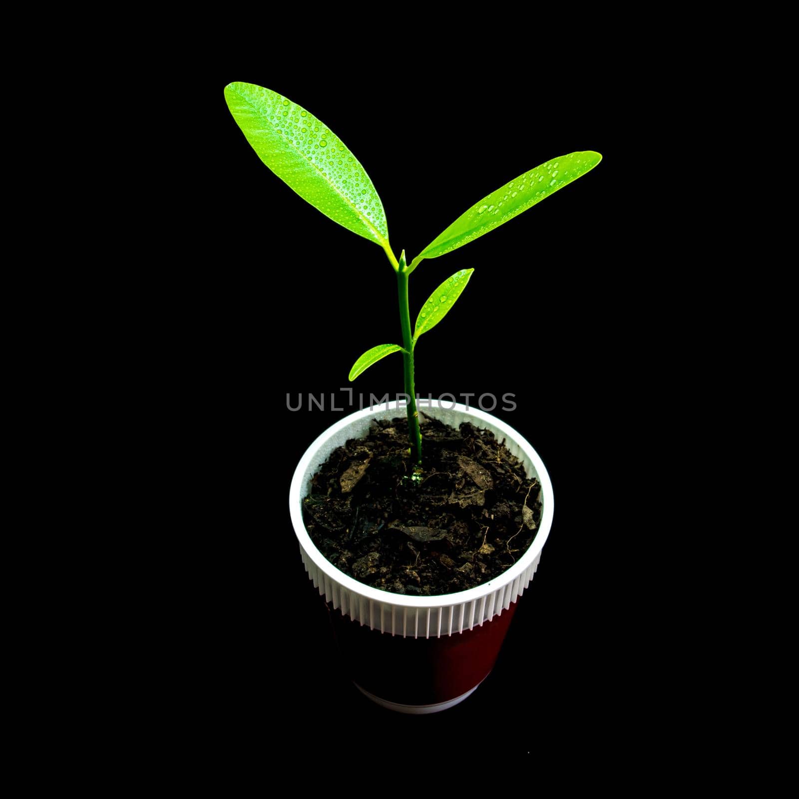 Bud leaves of young plant seeding in black background