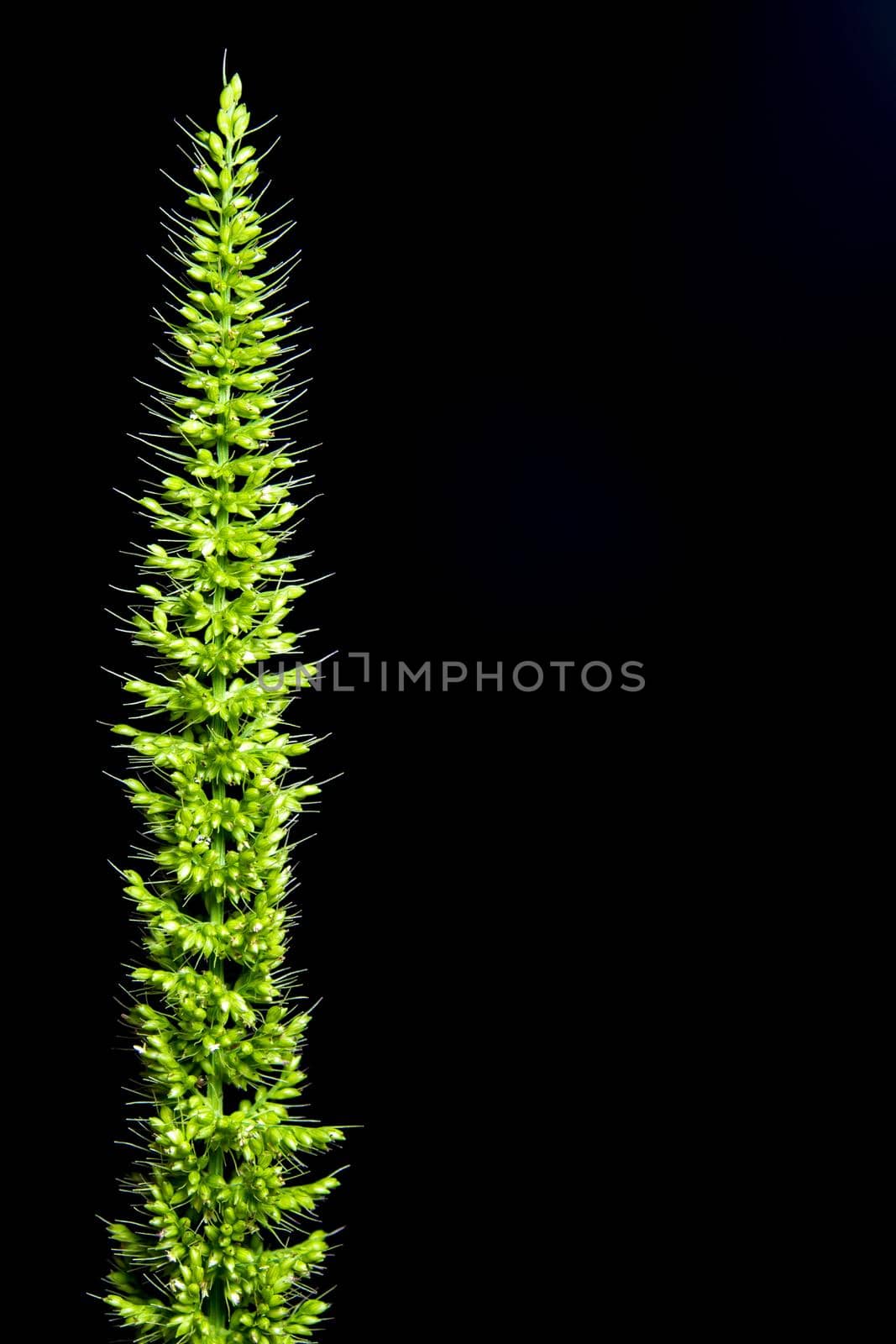 Detail of freshness the new bouquet Bamyard grass on black backgroud