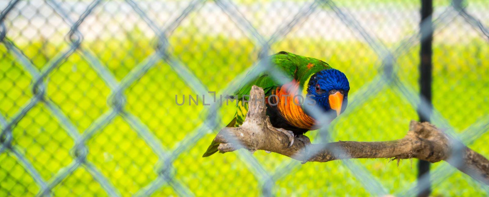 The Colorful Parrot trapped in a cage