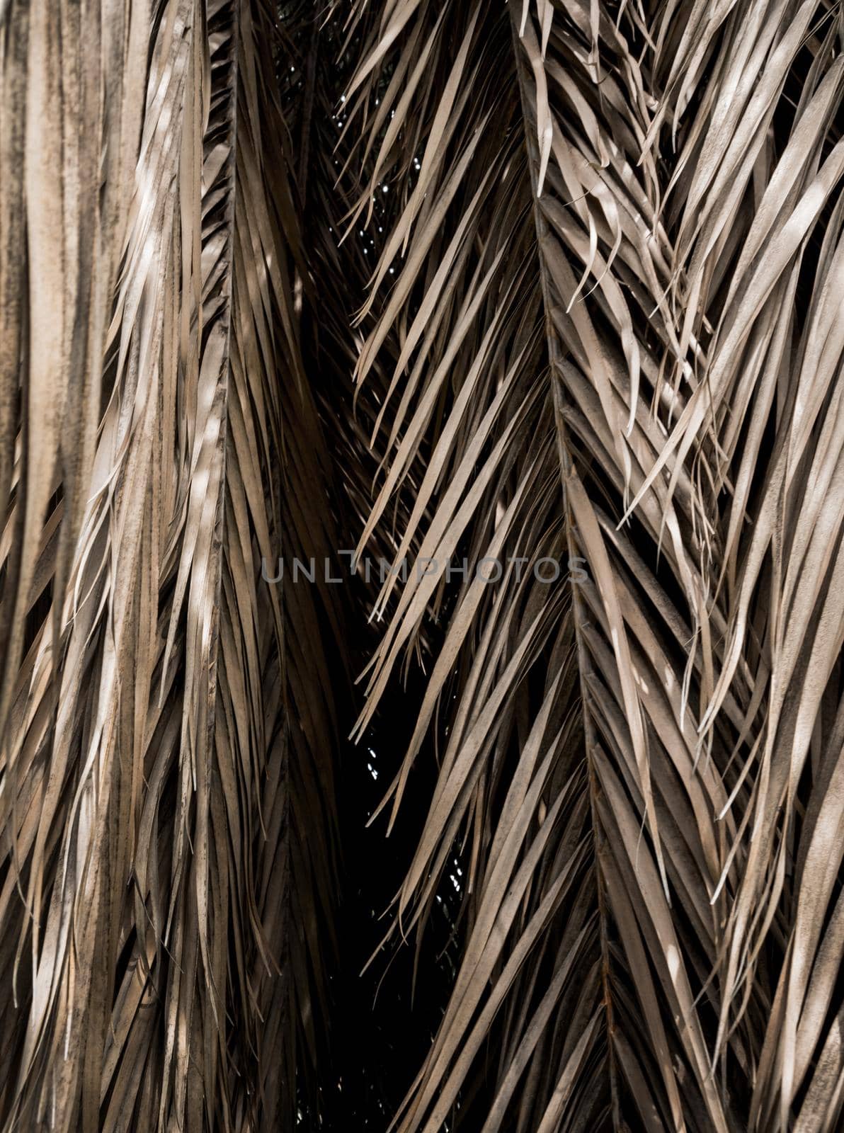 Brown strips of dry palm leaf parts. Abstract background