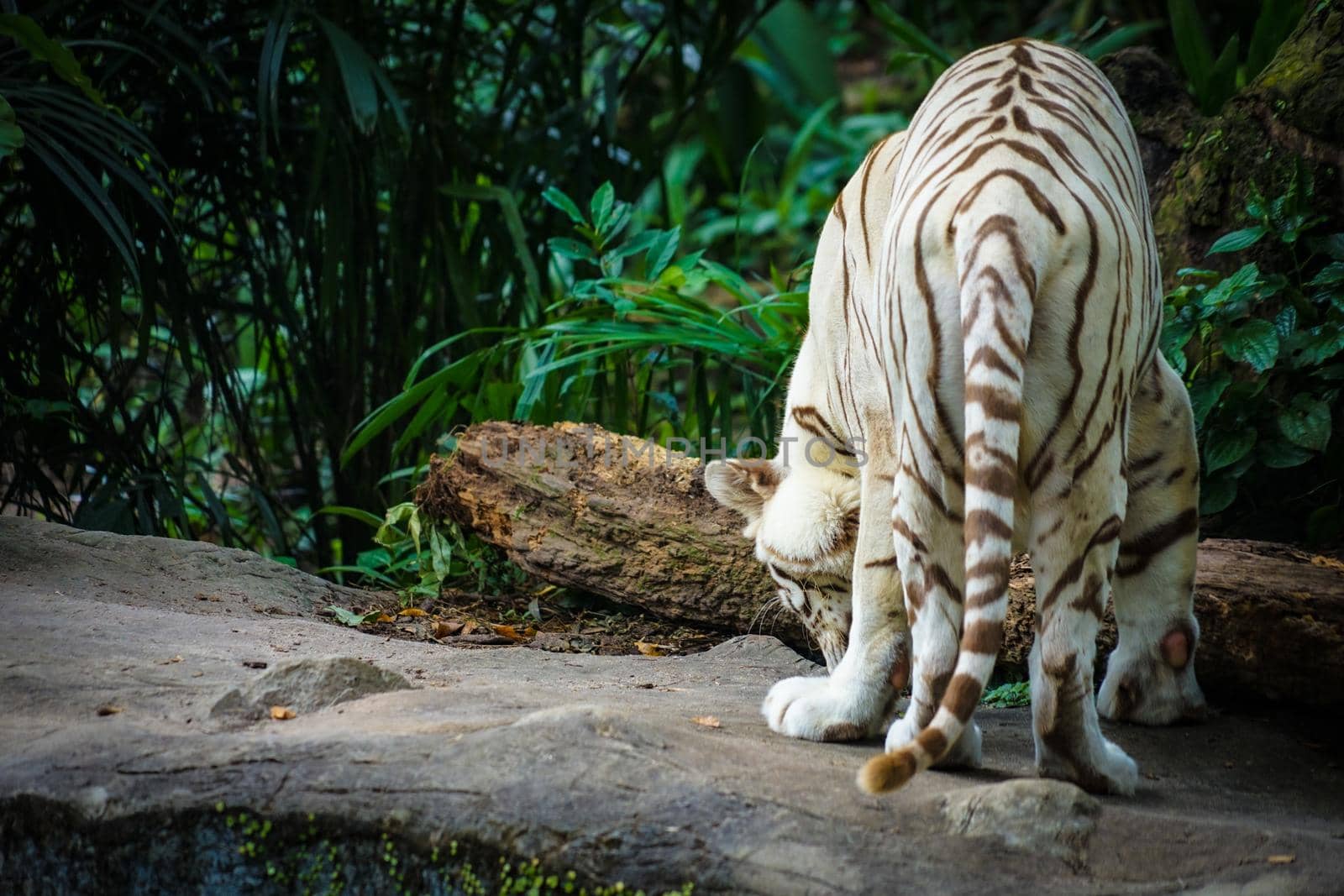 White tiger in jungle. Shooting Location: Singapore