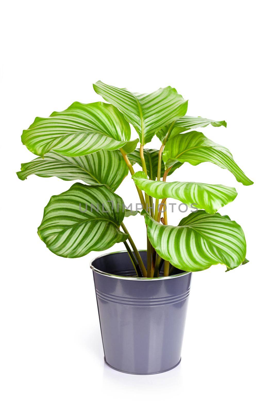 Calathea orbifolia plant in pot isolated on white background by igor_stramyk