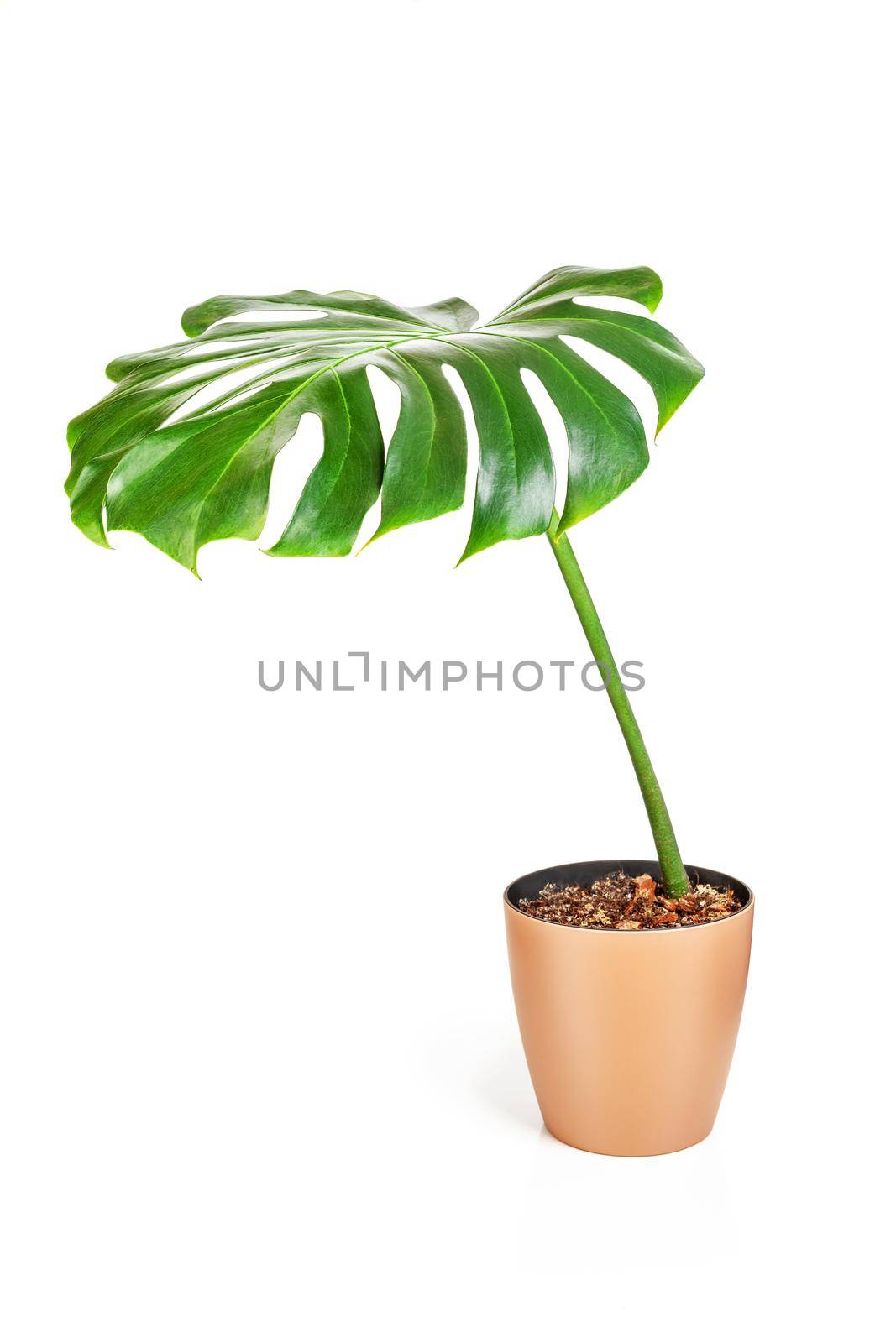 Monstera Deliciosa plant in brown platic pot. Isolated on white background