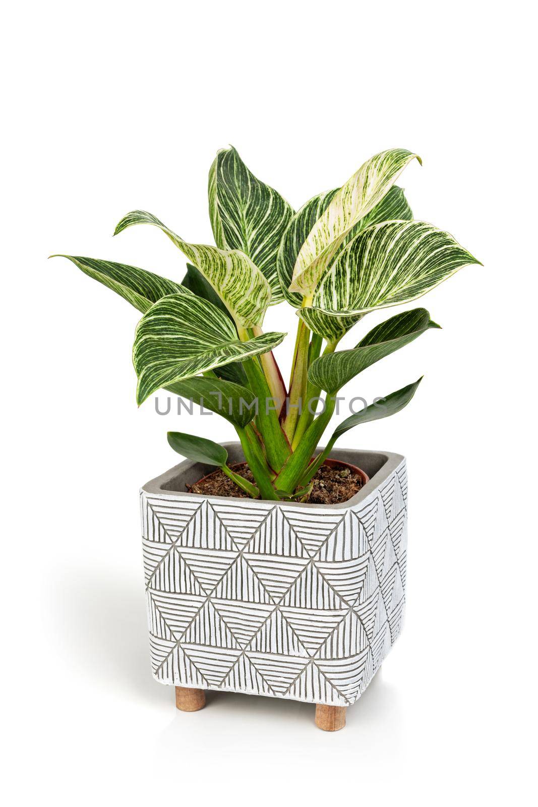 Philodendron Birkin house plant in white textured pot isolated on white background