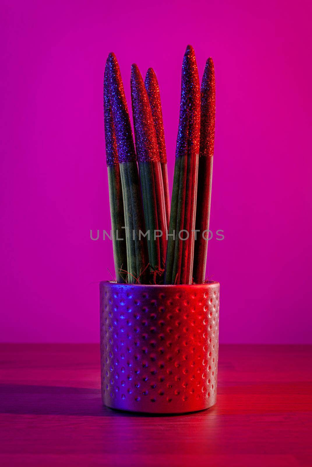 Decorative house plant - Sansevieria cylindrica on a pot stands on a wooden table on dark pink background. Illuminated in red and blue.